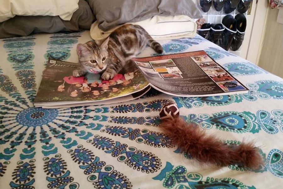 cat seriously observing the feathery wormlike toy 