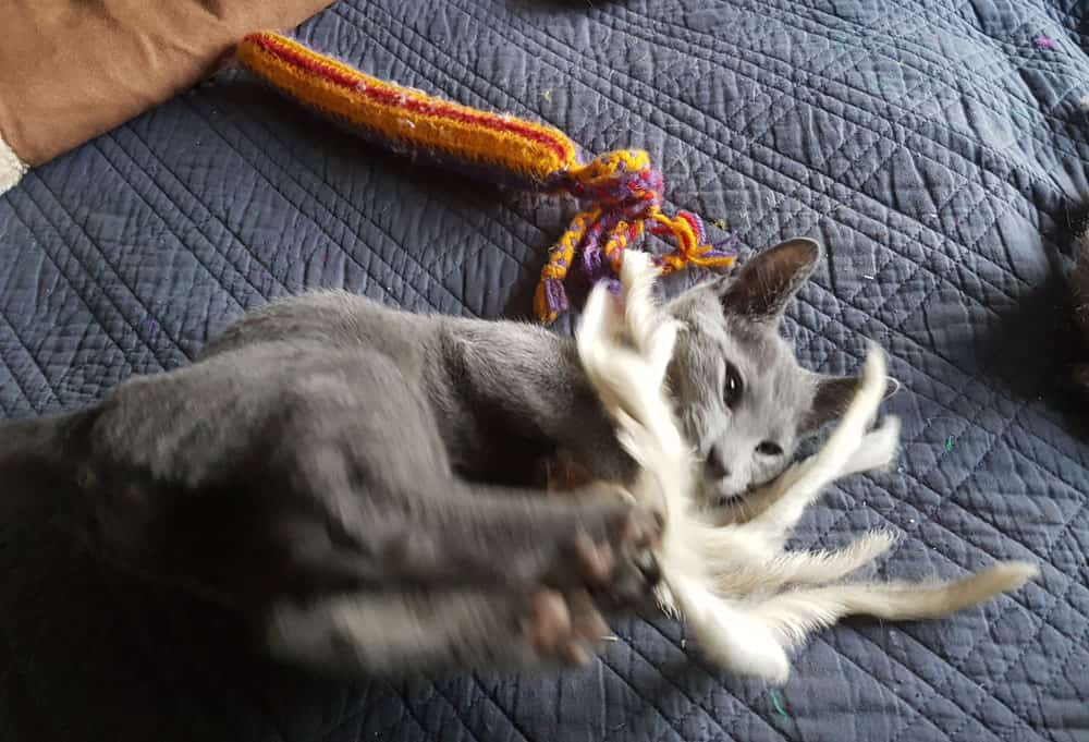 gray cat snuggling with its toy
