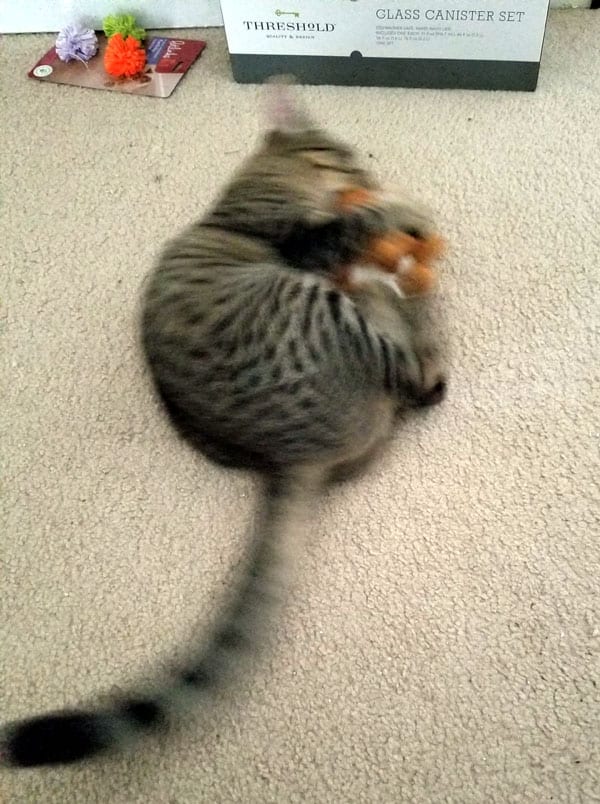 blurry capture of cat snuggling its prey toy