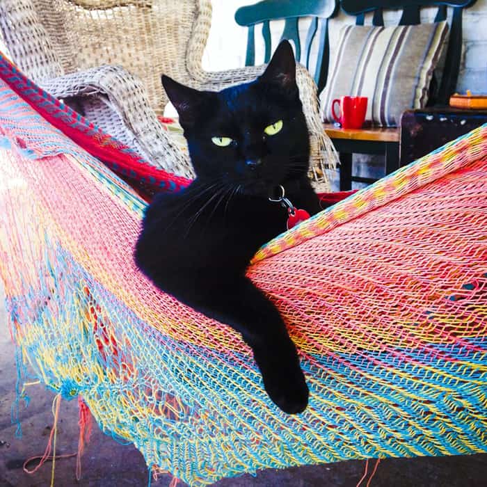 a black cat in the hammock 