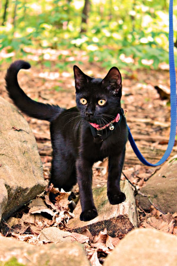 black cat in the woods