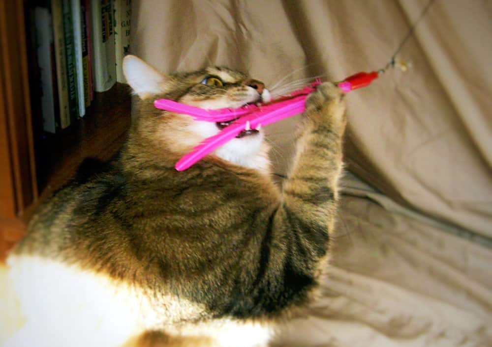 cat playing with the pink feathers