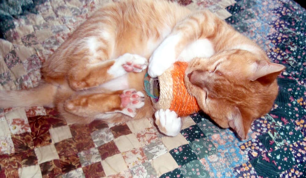 red cat playing an orange yarn form like a ball