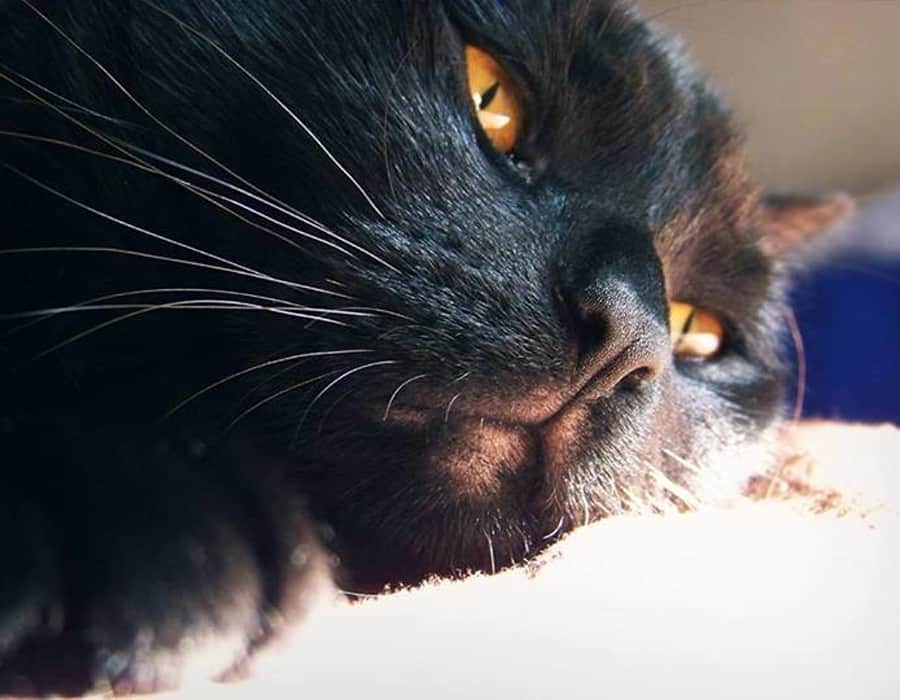 close up of a laying black cat's face with orange eyes staring somewhere