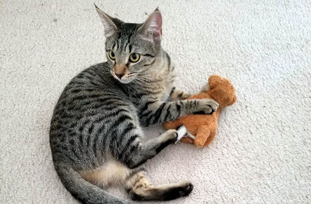 tabby cats holding its brown stuffed toy