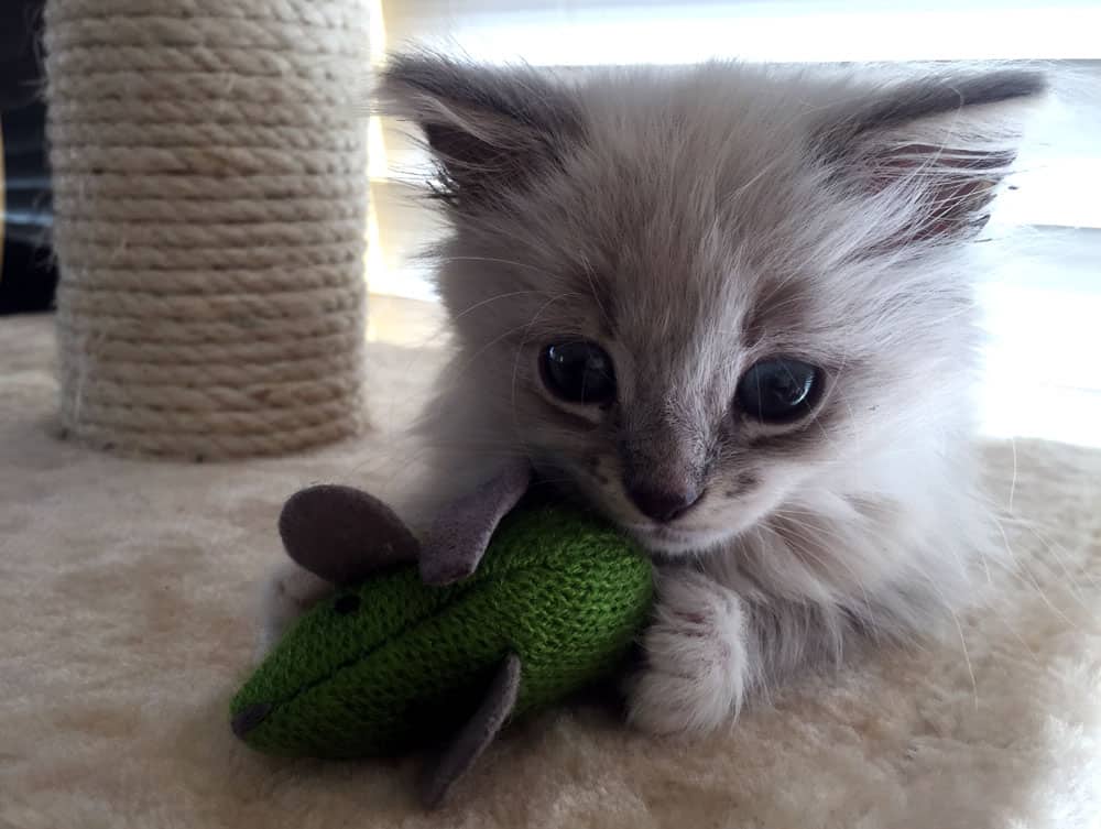 a white kitten playing with the green mouse