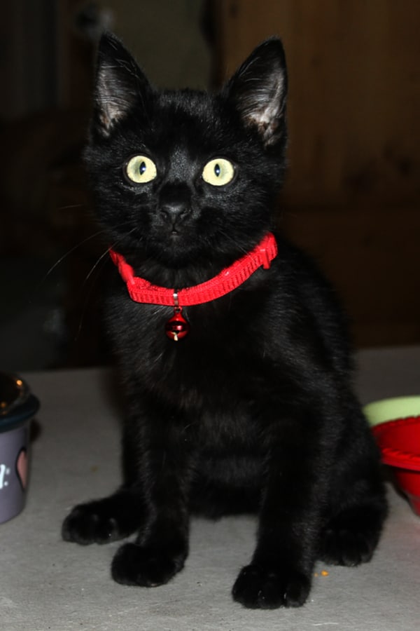 a black cat with red collar sitting and staring up