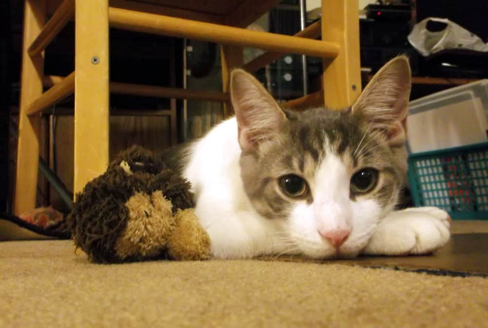 cat laying on the floor and staring on the camera while having its monkey stuffed toy on the side