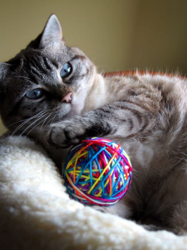 cat playing its yarn ball