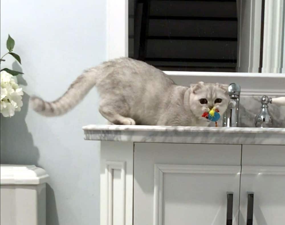 a white cat at the faucet biting a prey like toy 