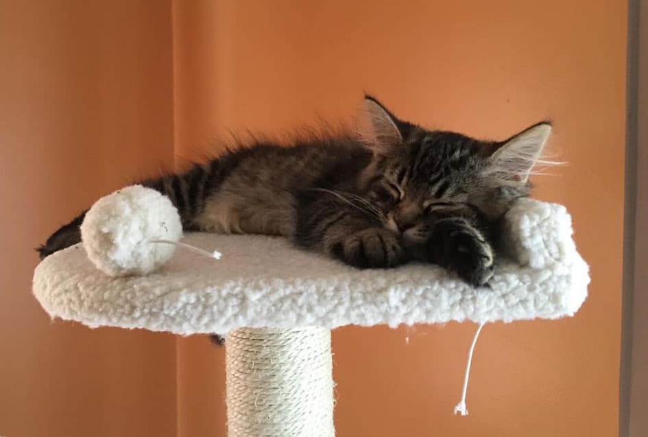kitten sleeping in the cat tree with the white toy on the side