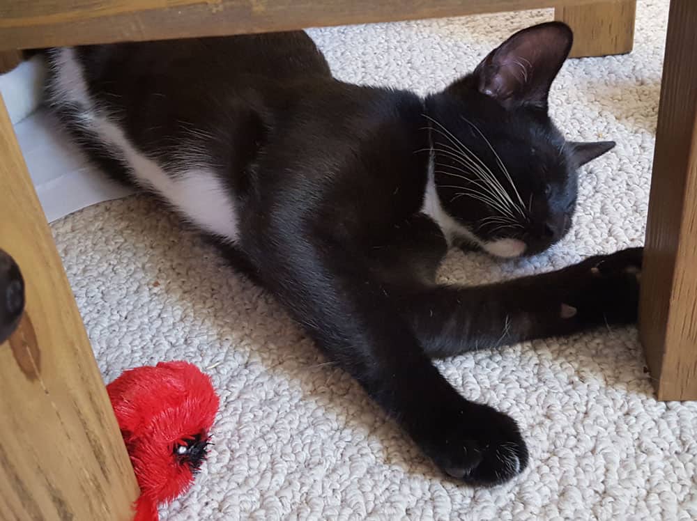 black cat sleeping under the table with the red toy on the side