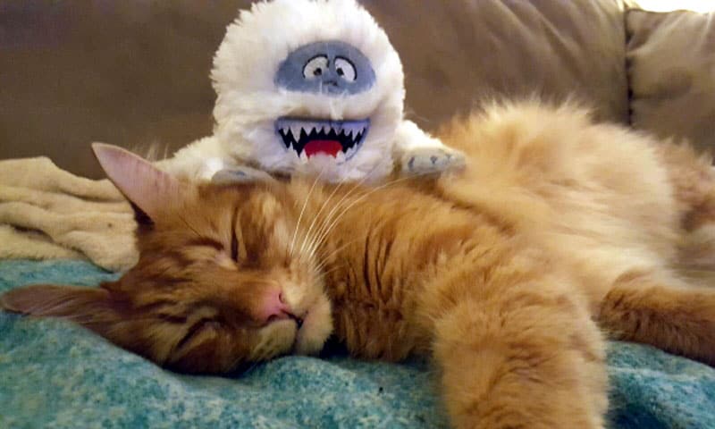 red cat sleeping with the white monster toy on the side