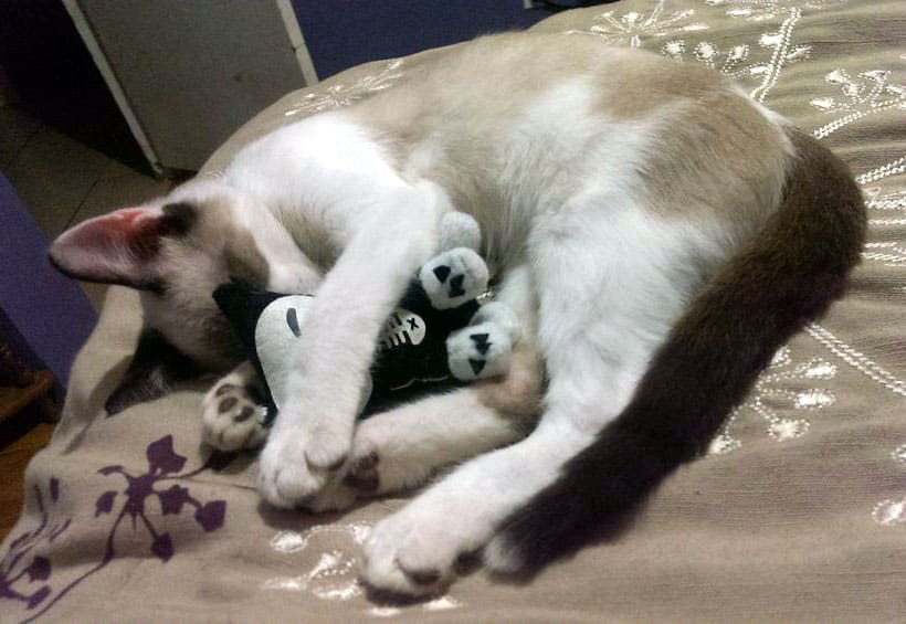 cat sleeping while hugging a stuffed toy