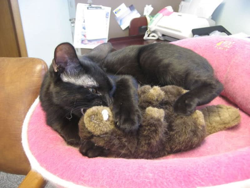 black cat holding and biting the stuffed toy