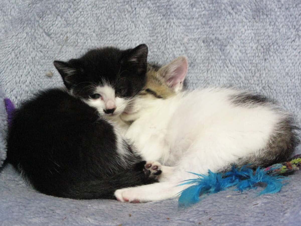 Rescue kittens cuddle up together