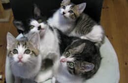 Four rescue kittens looking up at the camera