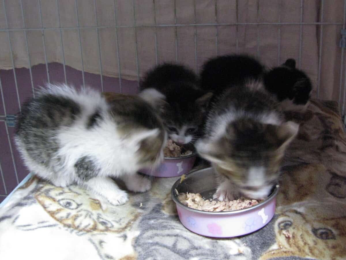 Rescue kittens eating food 