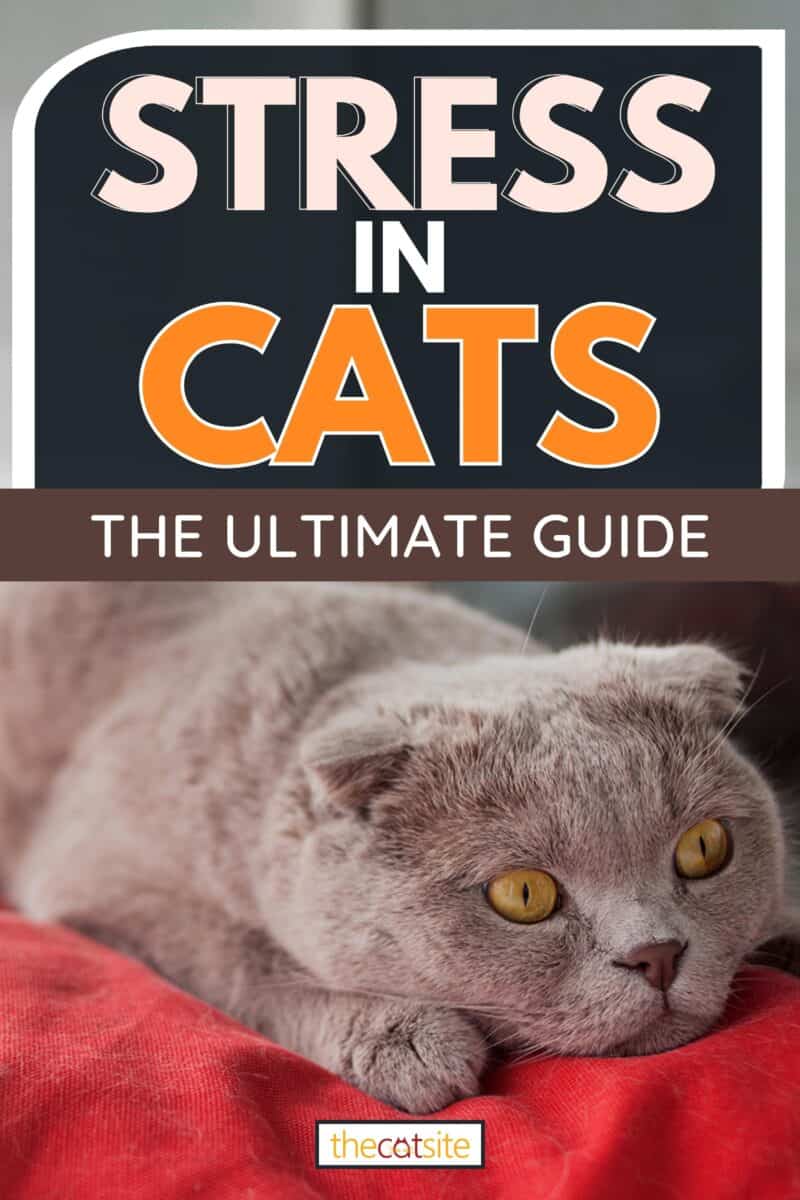 Scottish cat with huge amber eyes full of stress, Stress in Cats - The Ultimate Guide
