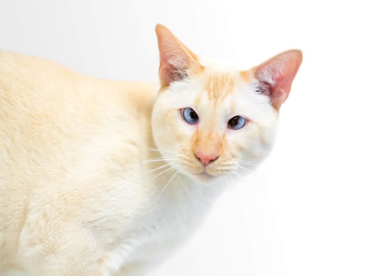 Siamese cat with flame point markings and crossed eyes