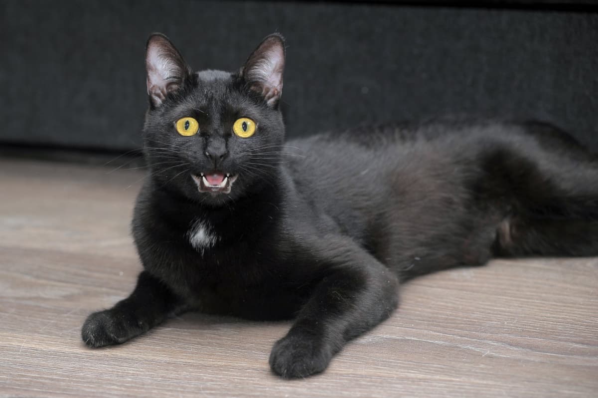 bombay cat laying on the floor with its eyes and mouth wide open
