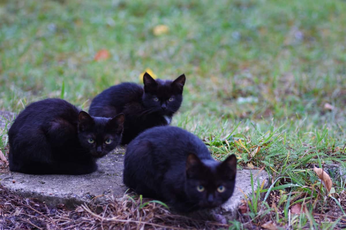 Three little black cats sit on street