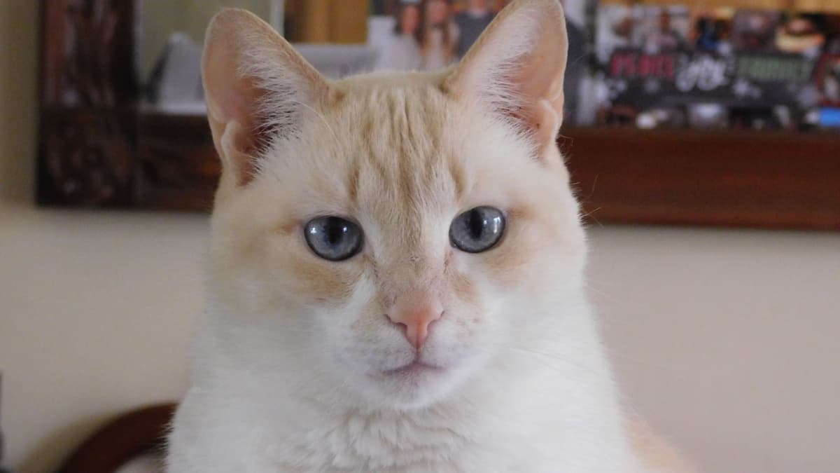 pretty blue eyed kitty