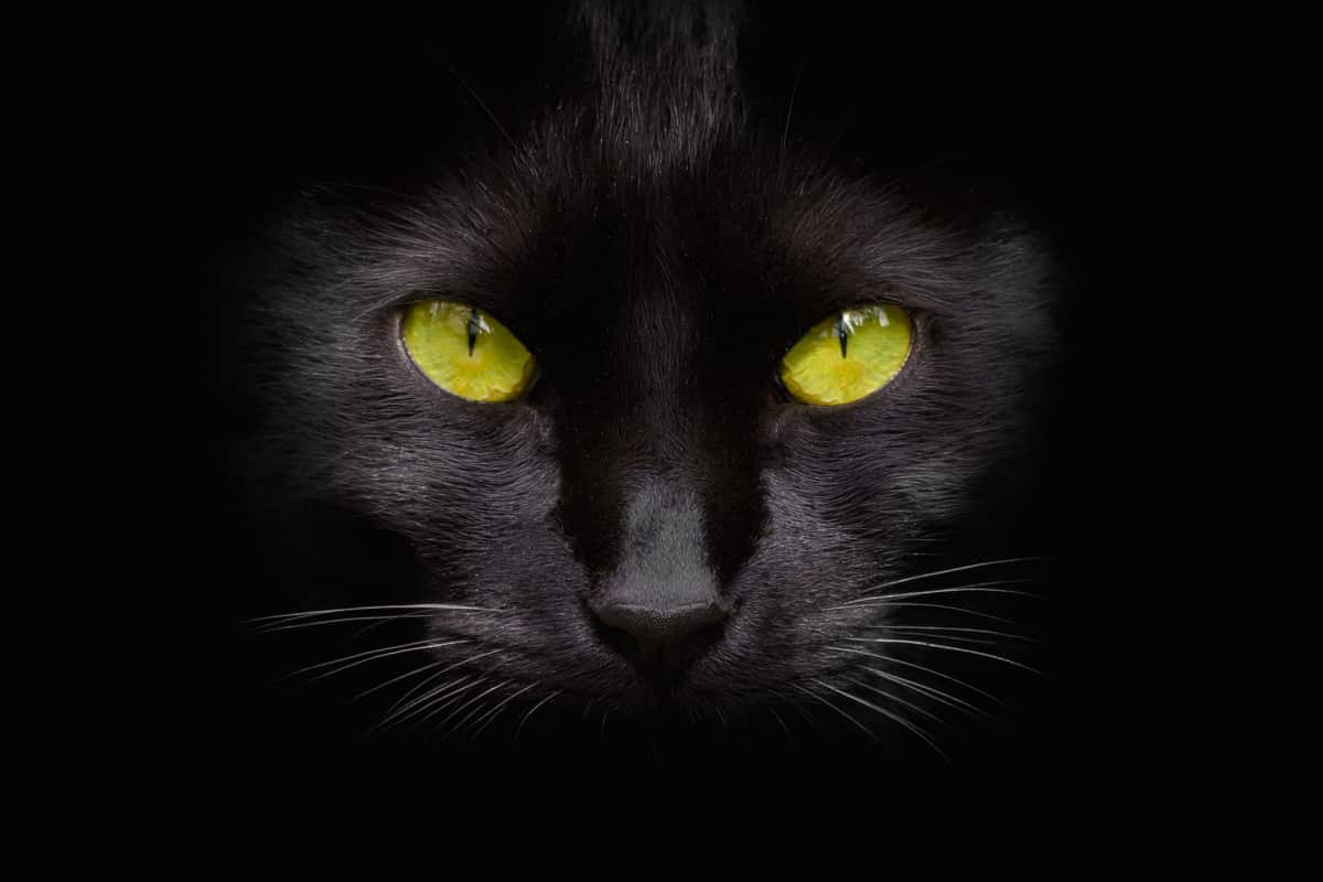 close up of black cat with green eyes on dark background