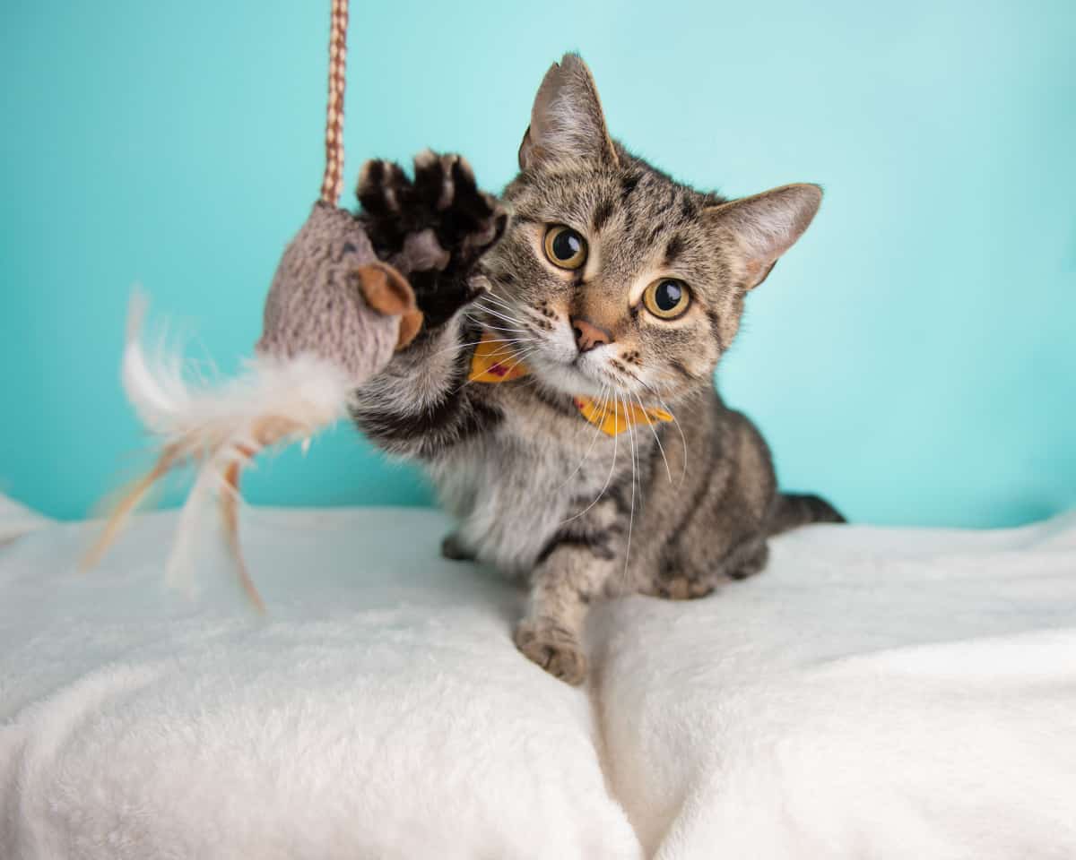 gato atigrado jugando con un juguete para gatos