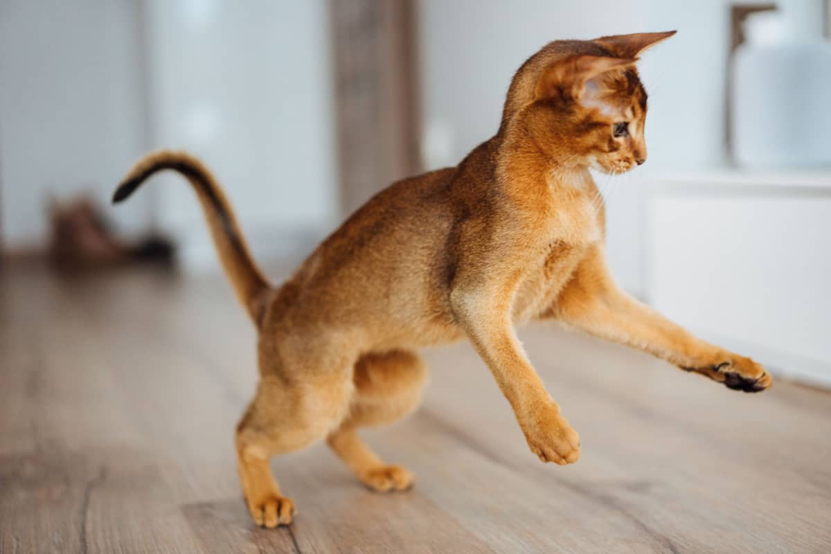 abyssinian cat playing