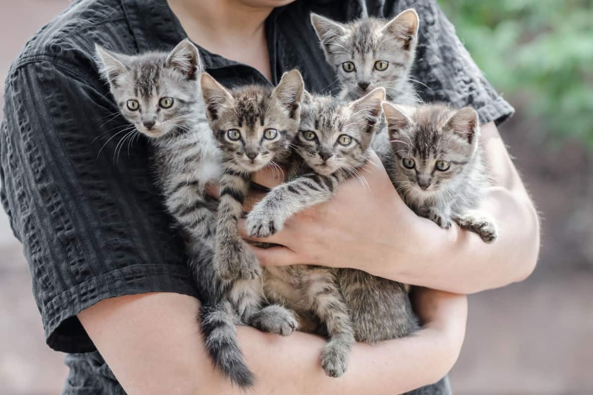 bunch of tabby kittens in female hands