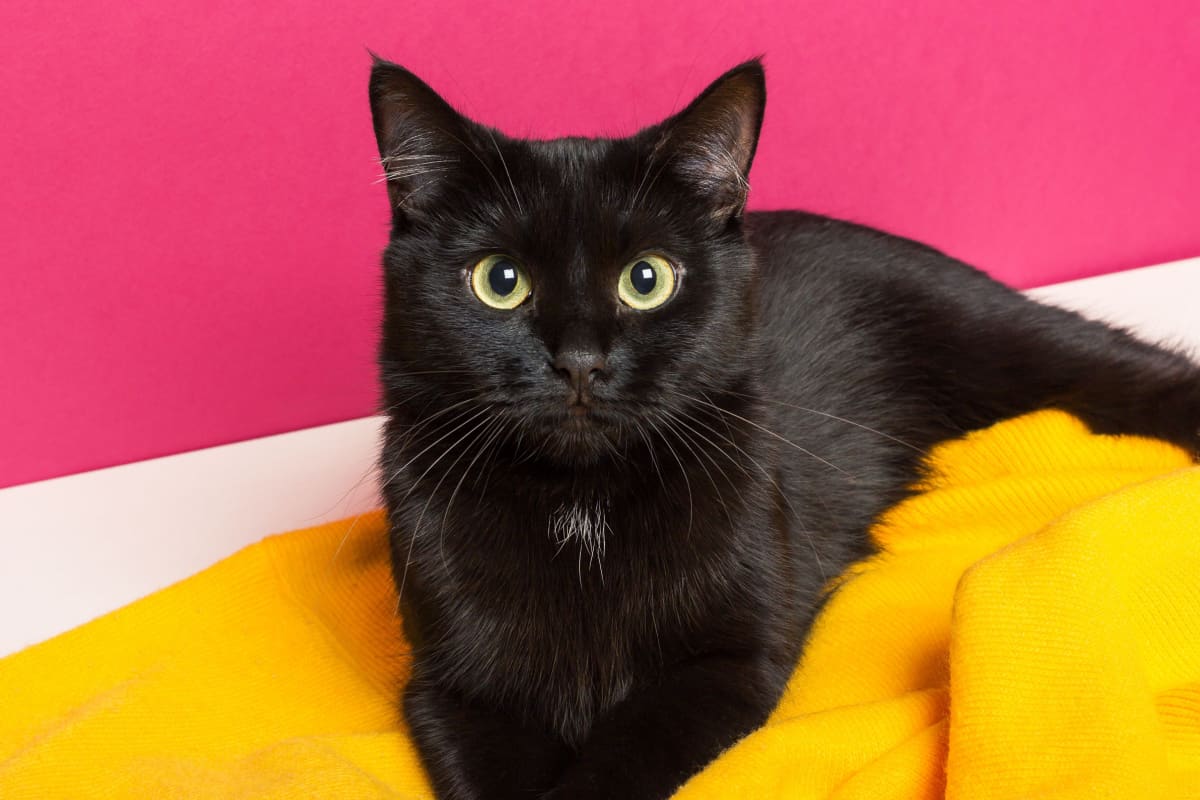 black cat lies on a bright yellow woolen plaid at the floor