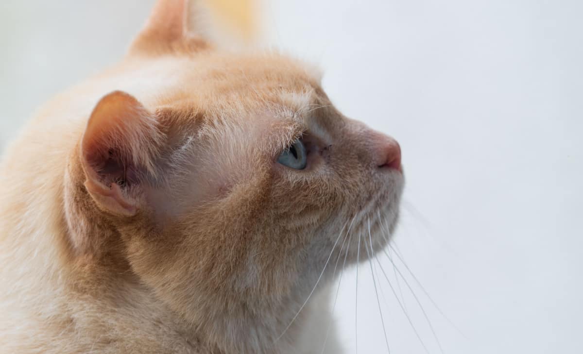  blue-eyed flame point siamese cat 