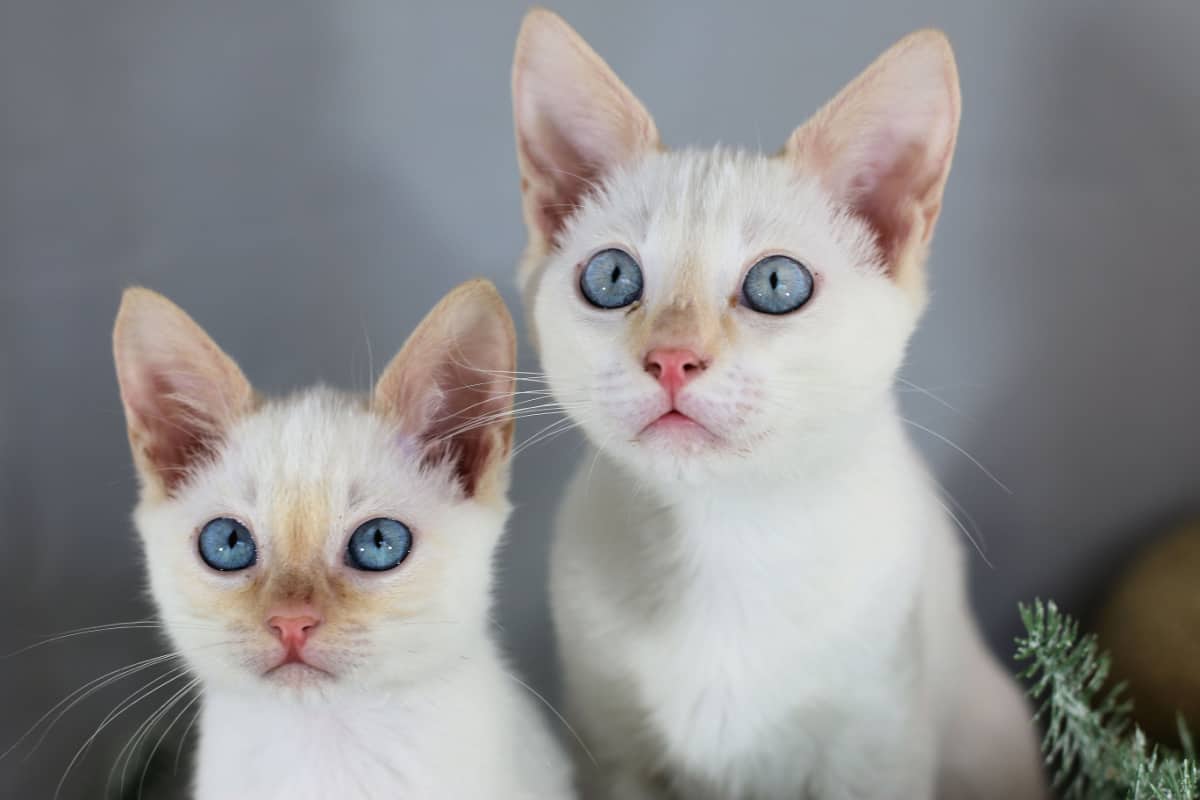 two blue-eyed flame point siamese cats
