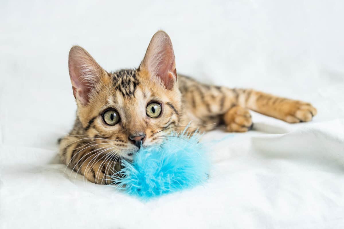 Kitten with cat toy