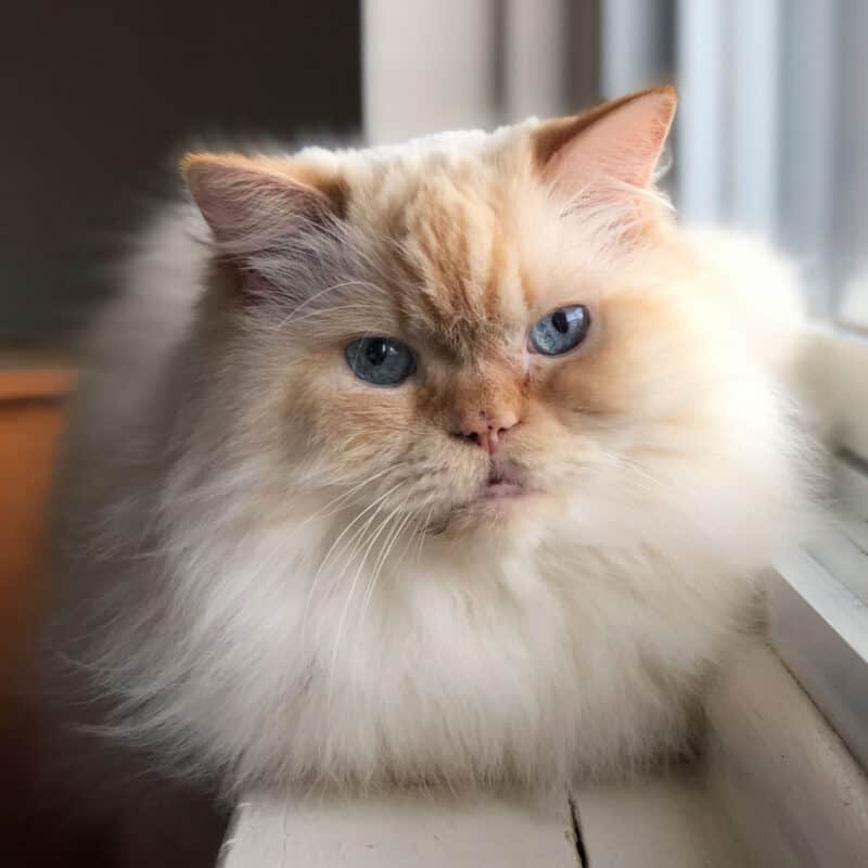 flame point Himalayan sitting beside the window glass