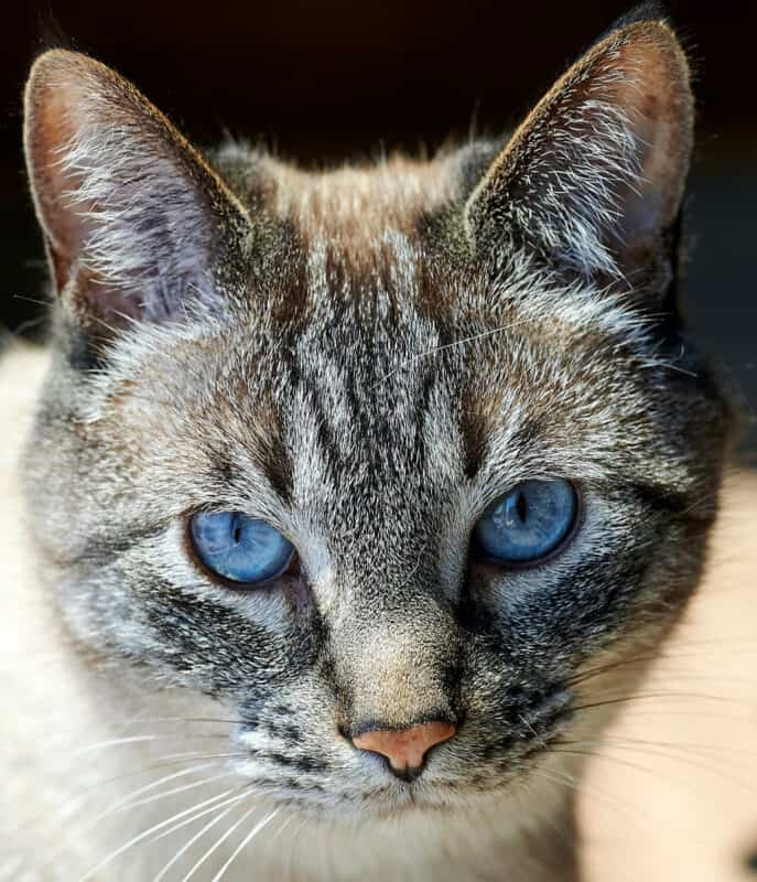 A beautiful brilliant blue eyes lynx point siamese cat
