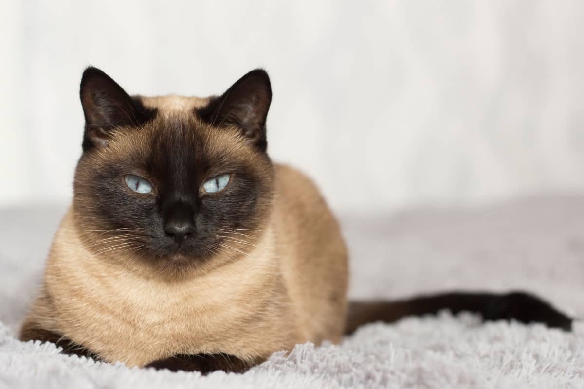 seal point siamese laying on a comfy bed