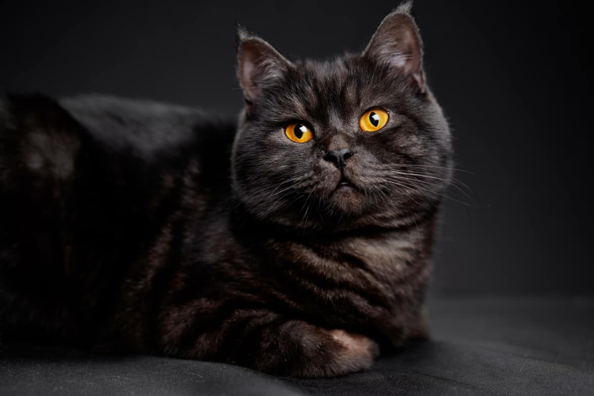  black tabby cat on black background
