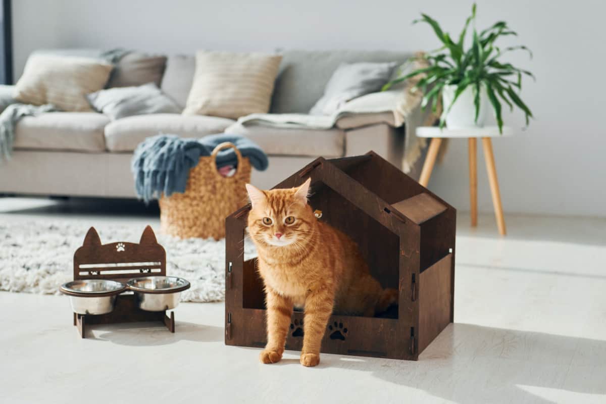El gato está en una caseta para mascotas con su propia comida y agua para gatos a un lado.