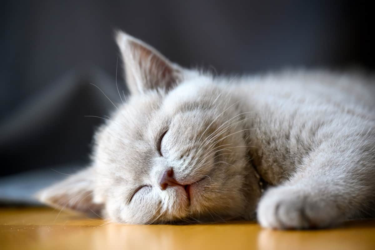 lilac-colored cat laying and sleeping on wooden floor