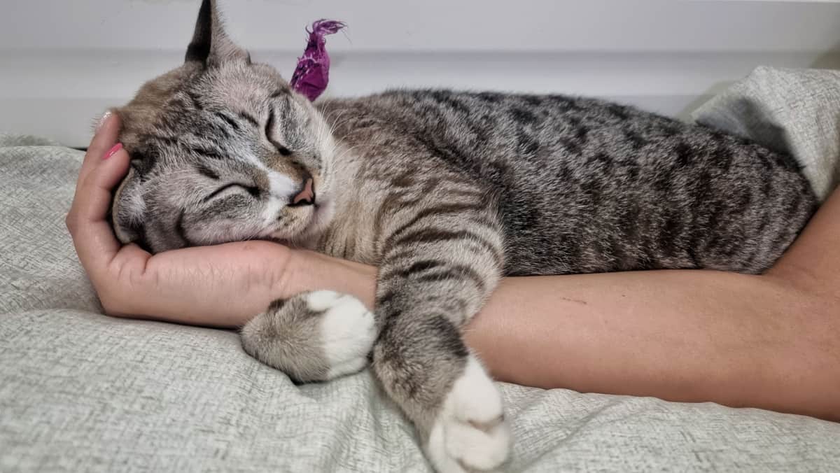 tabby cat sleeping on owner's hand