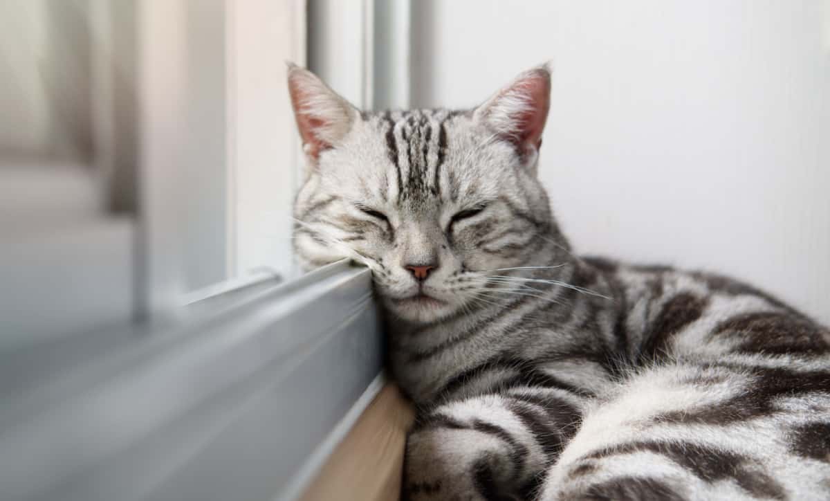 Cat sleep calm and relax on the floor near the glass door 