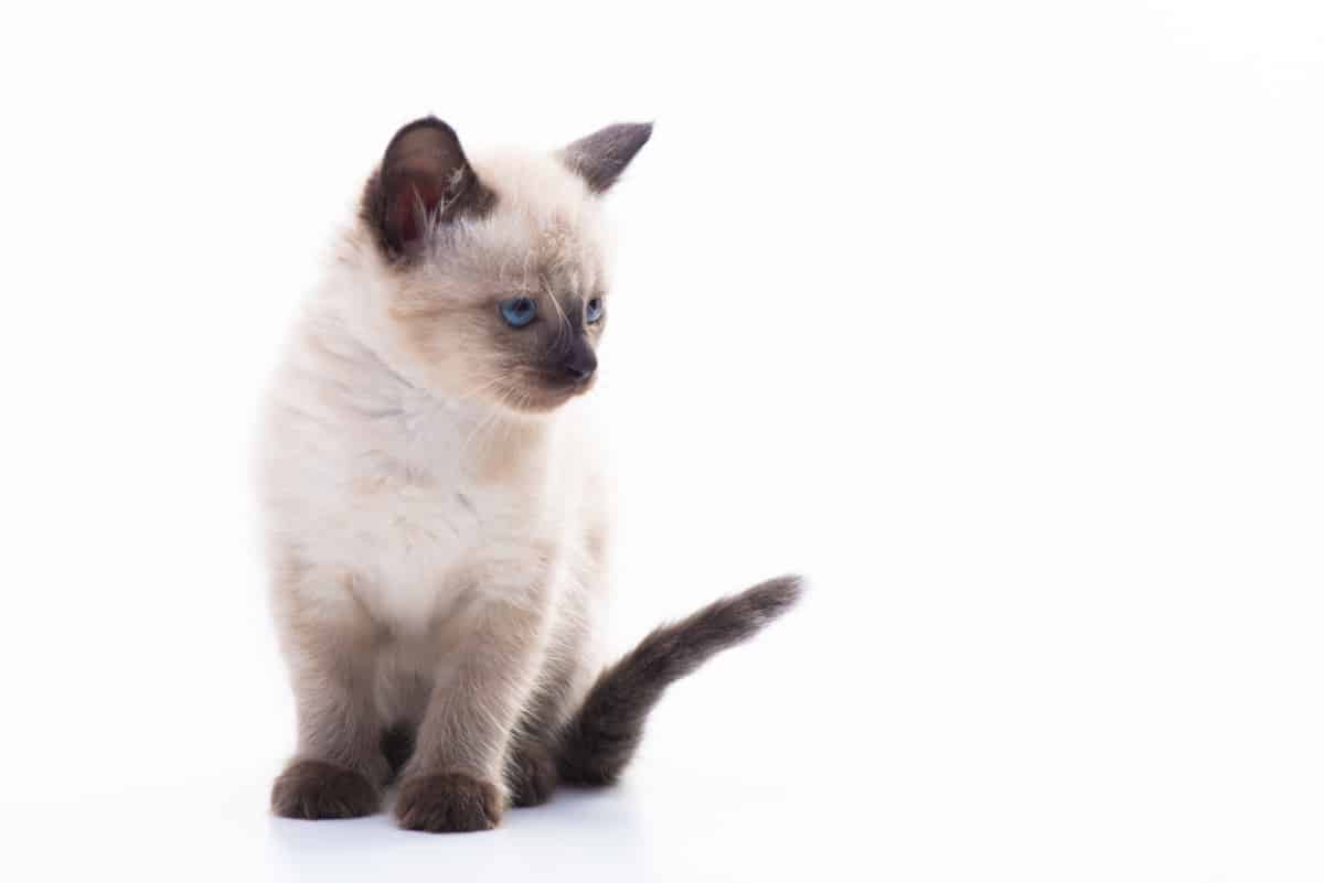 curious Siamese cat looking back attentive