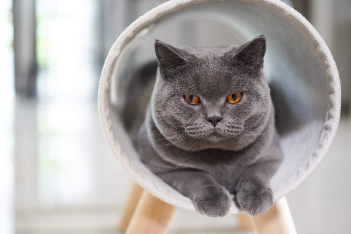gray cat lying on furry cicular white cat bed