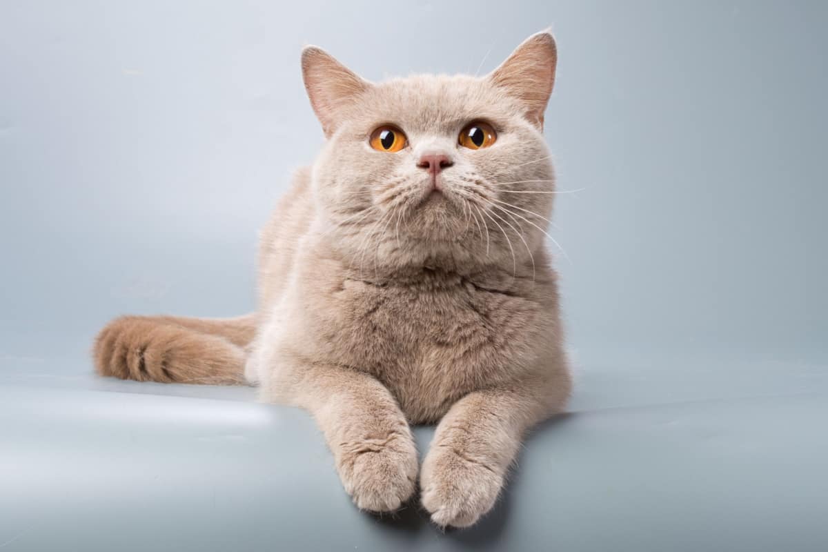How To Identify Your Cat's Coat Type? – HICC Pet