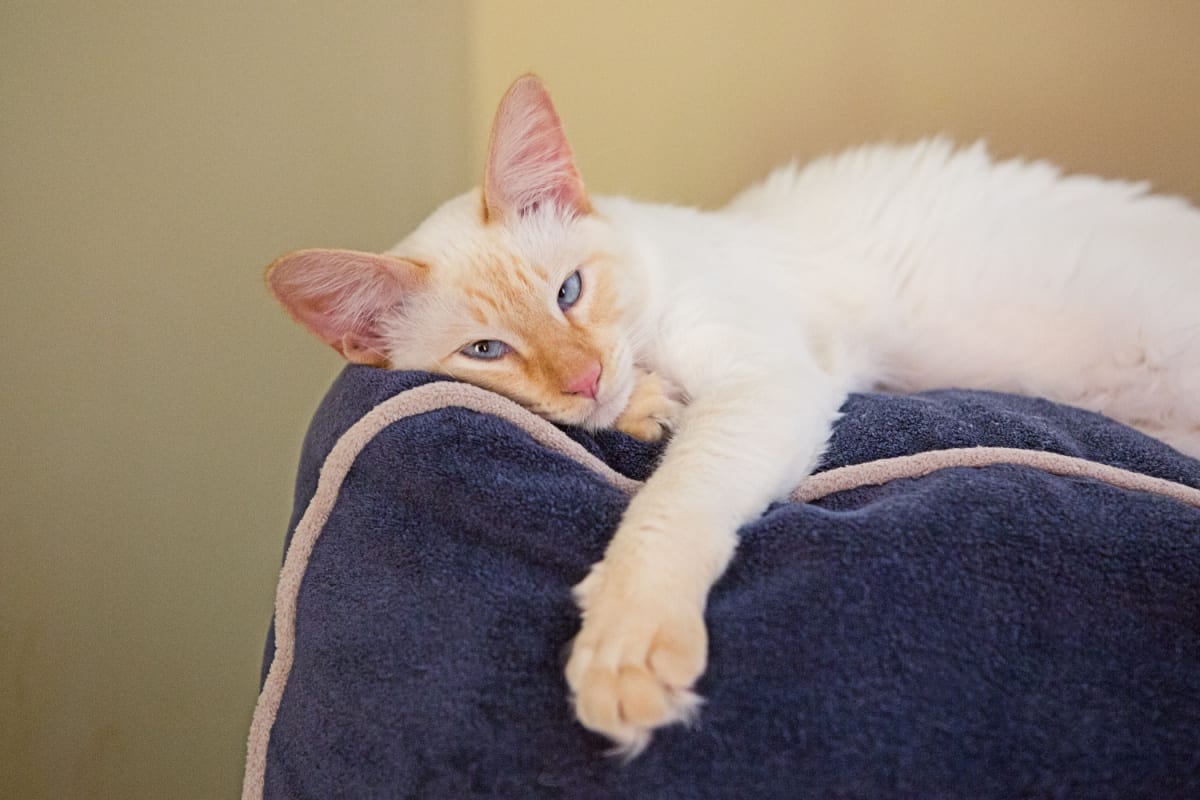 Lazy Flame Point Siamese