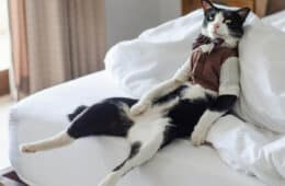 tuxedo cat wearing a tuxedo suit and sitting with its back on the bed