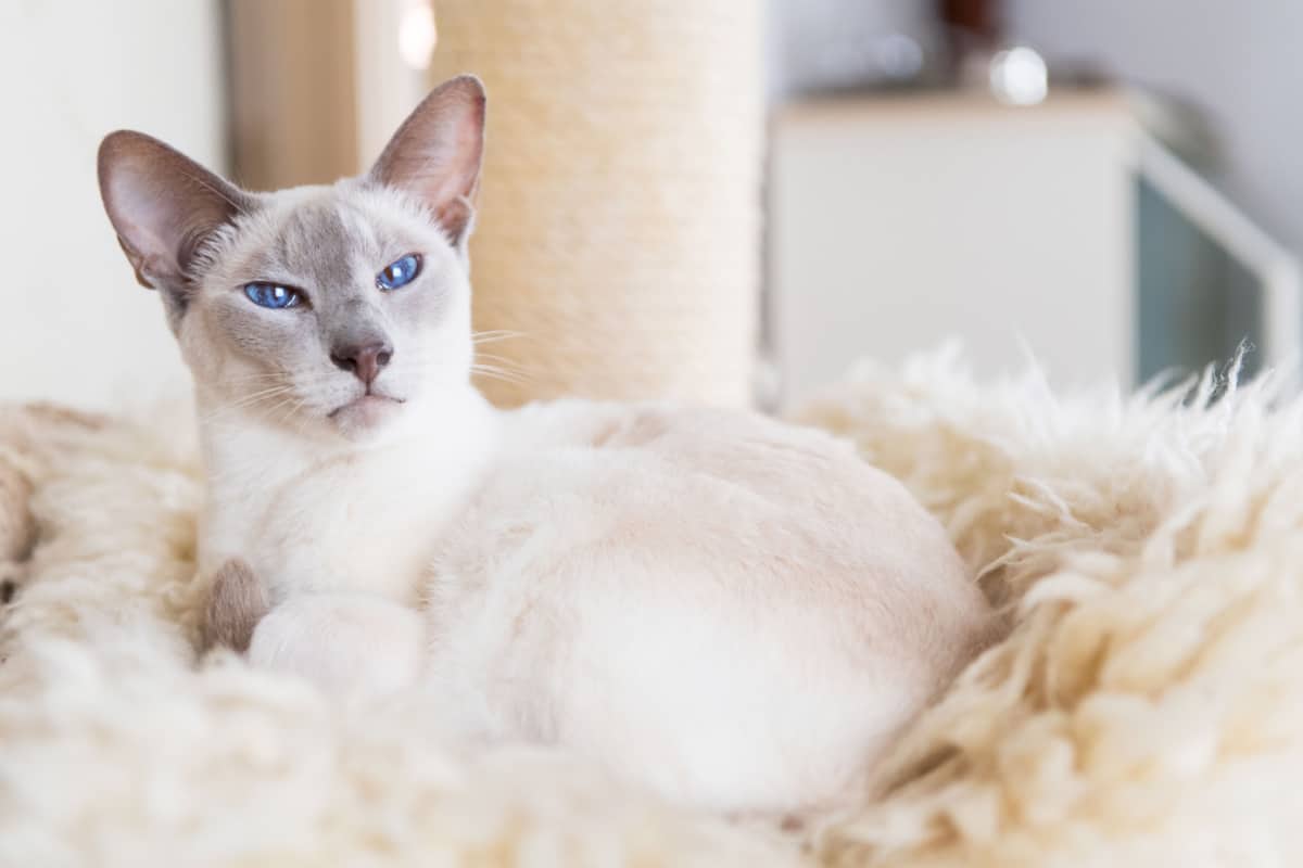 Lilac point Siamese cat in hanging bed