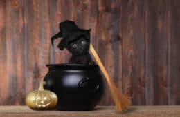 Black Cats and their meaning or mystery Kitten Dressed as a Halloween Witch